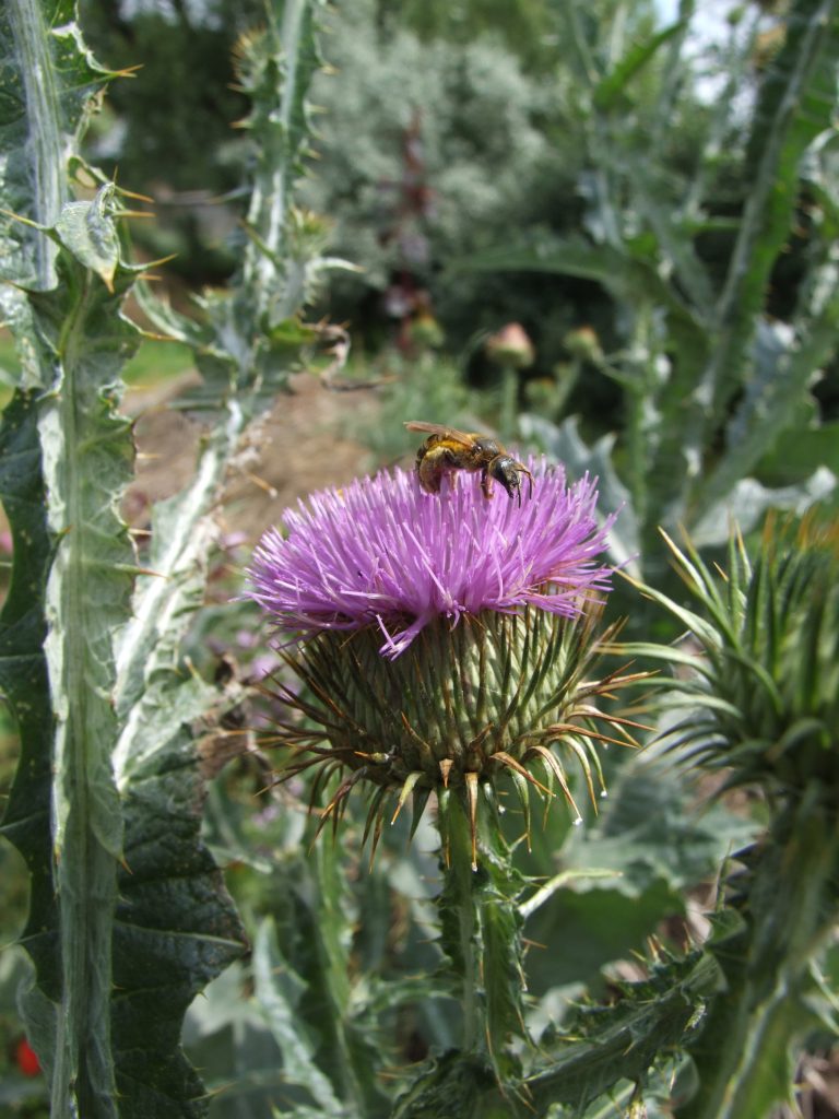 Eselsdistel