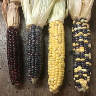 Bunter Zuckermais - Mix