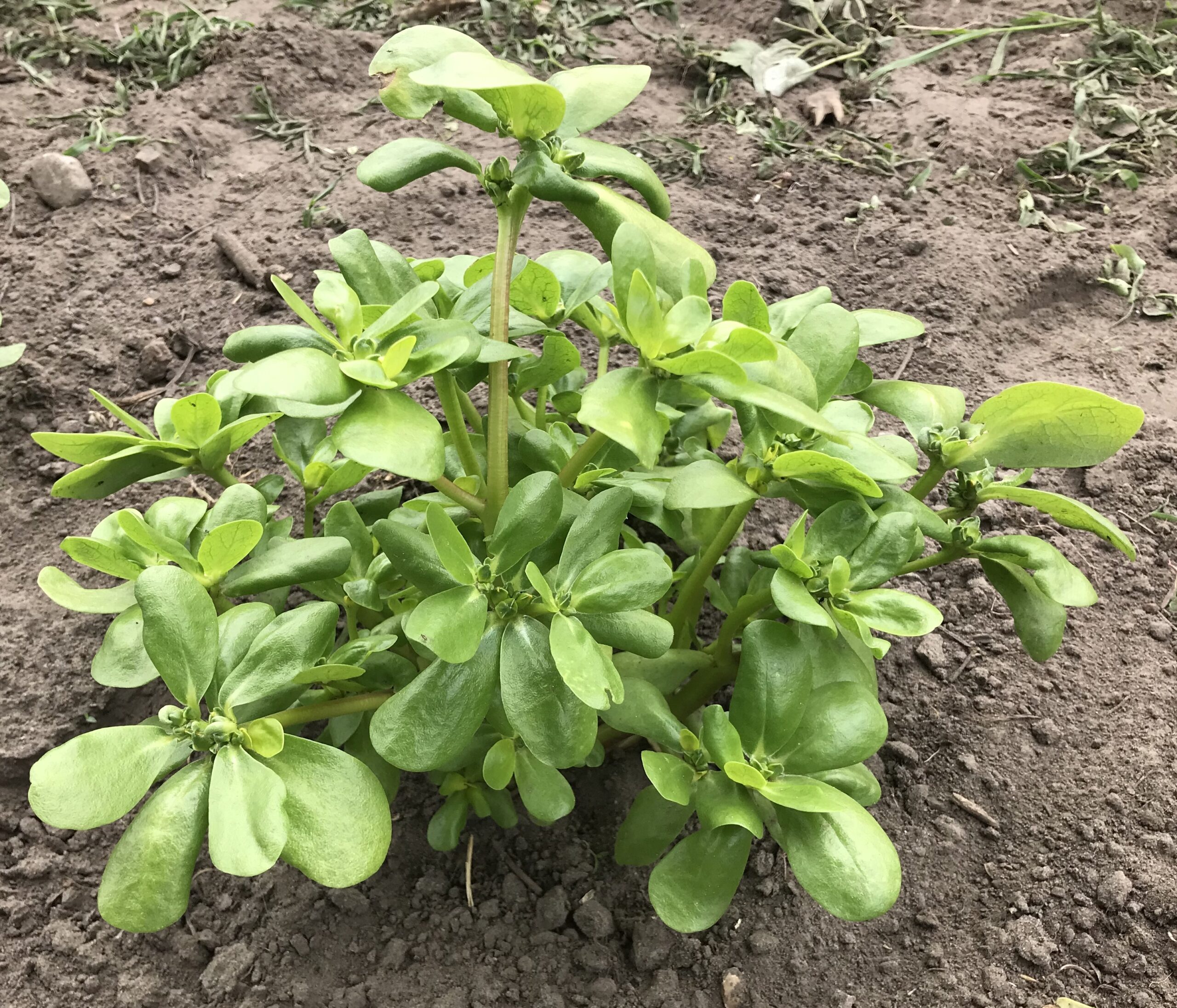 Sommerportulak,gelb – Bild 4