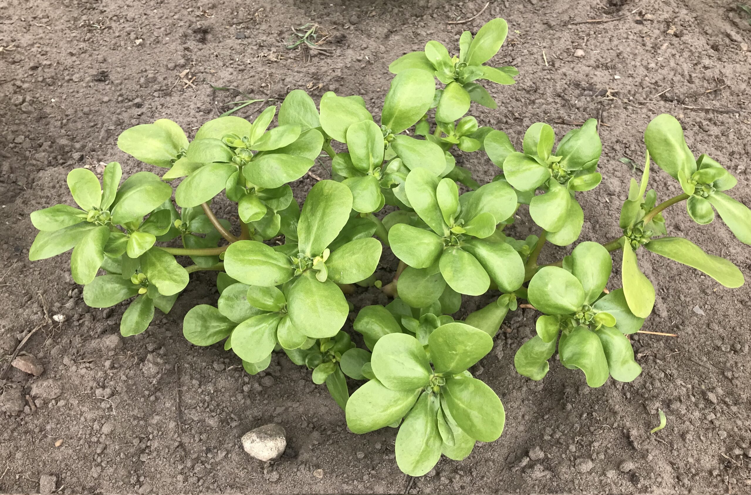 Sommerportulak,gelb – Bild 3