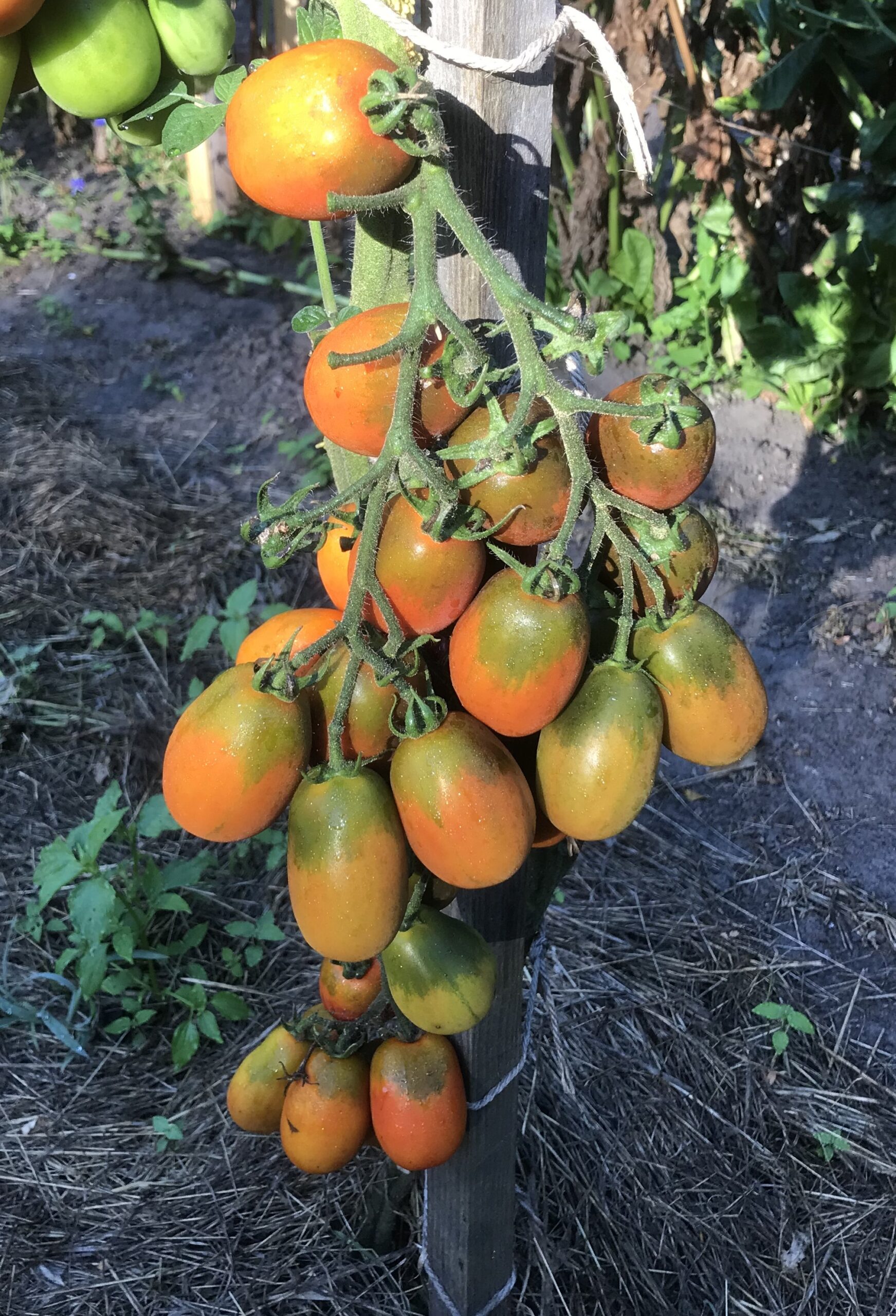 Tomate "Black Plum" - Solanum lycopersicum – Bild 2