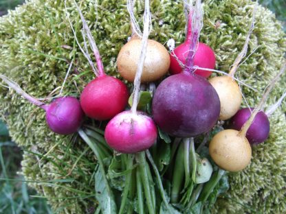 Radieschen- Mix – Bild 2