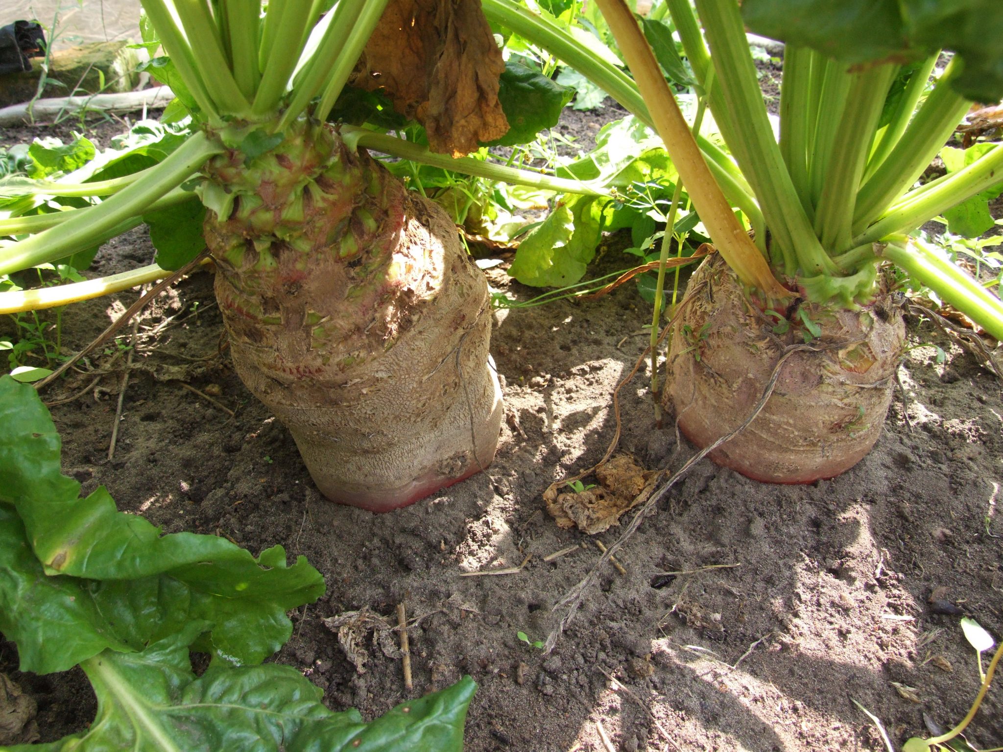 Futterrübe „Rote Walze“ – Samenbau Nordost Kooperative