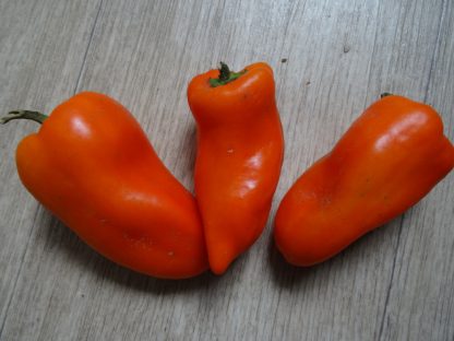 Paprika "Fritz" - Capsicum anuum