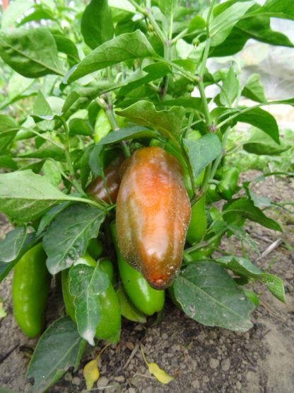 Paprika "Fritz" - Capsicum anuum – Bild 2