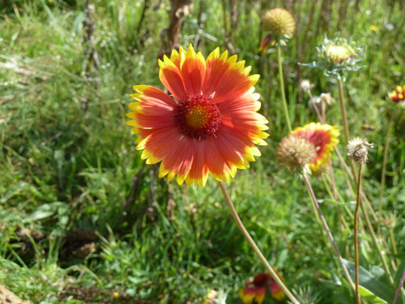 Kokardenblume – Bild 4