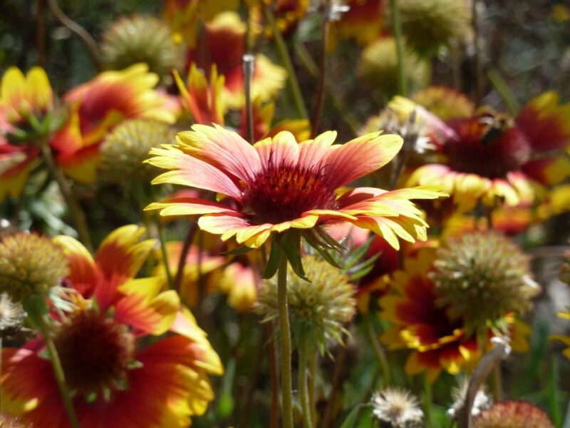 Kokardenblume – Bild 3