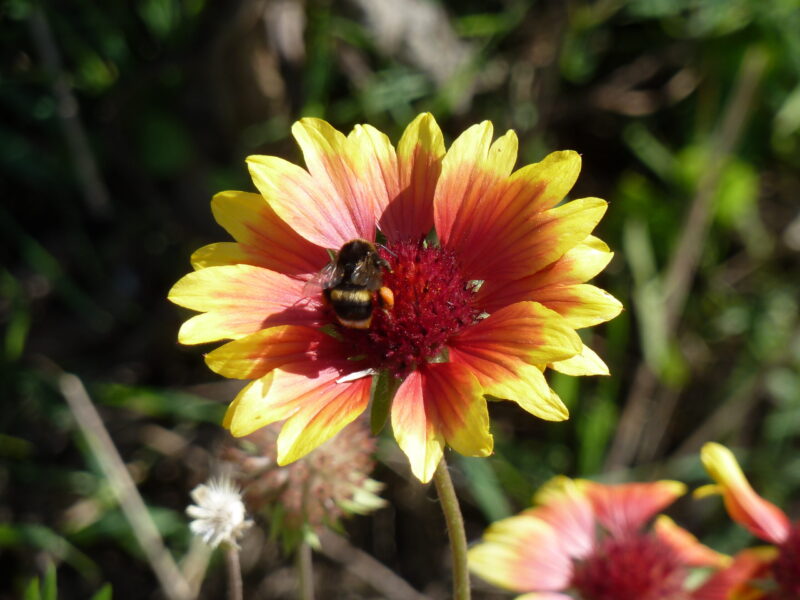 Kokardenblume – Bild 2