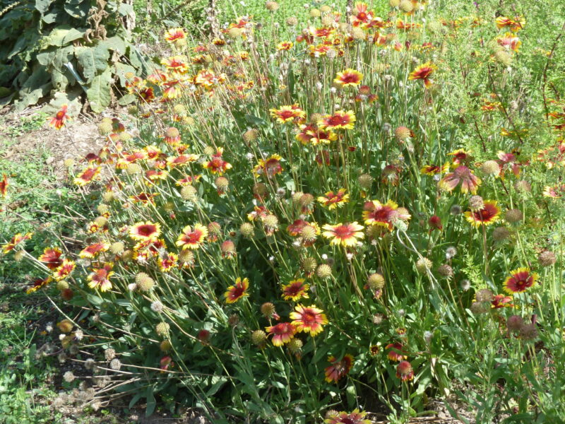 Kokardenblume – Bild 5