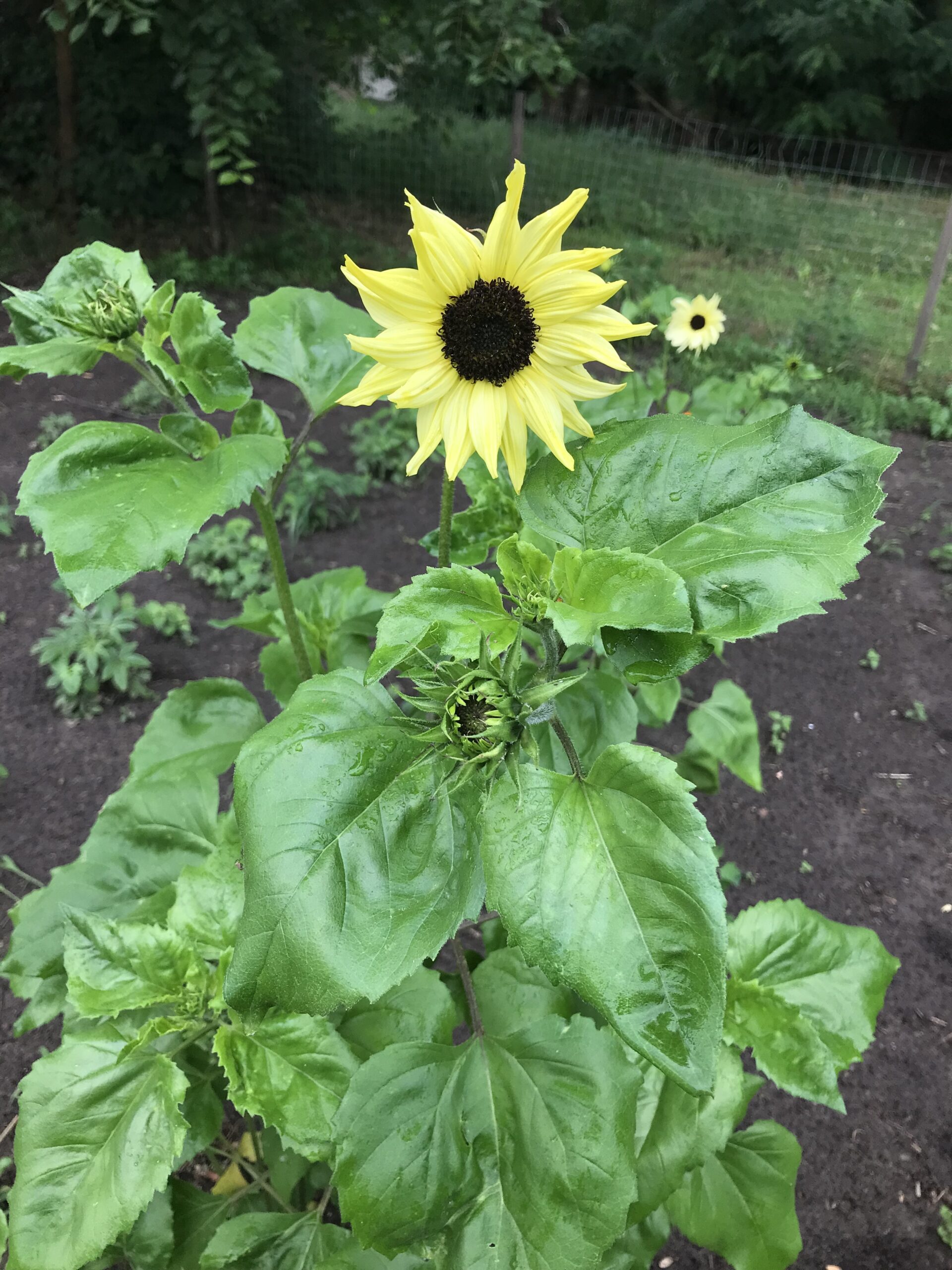 Küsten-Sonnenblume – Bild 2