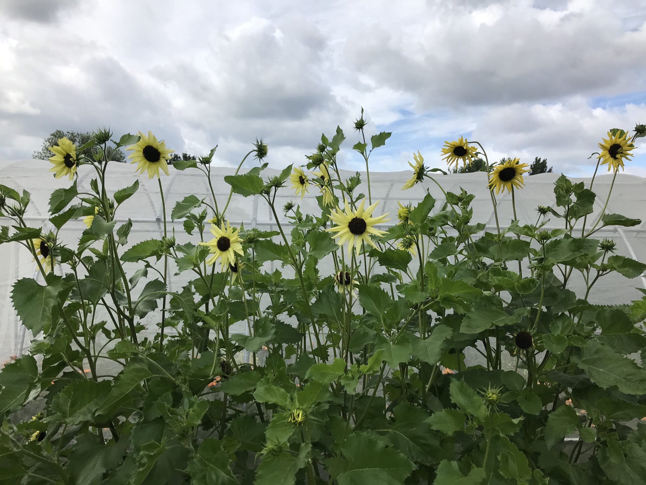 Küsten-Sonnenblume – Bild 3