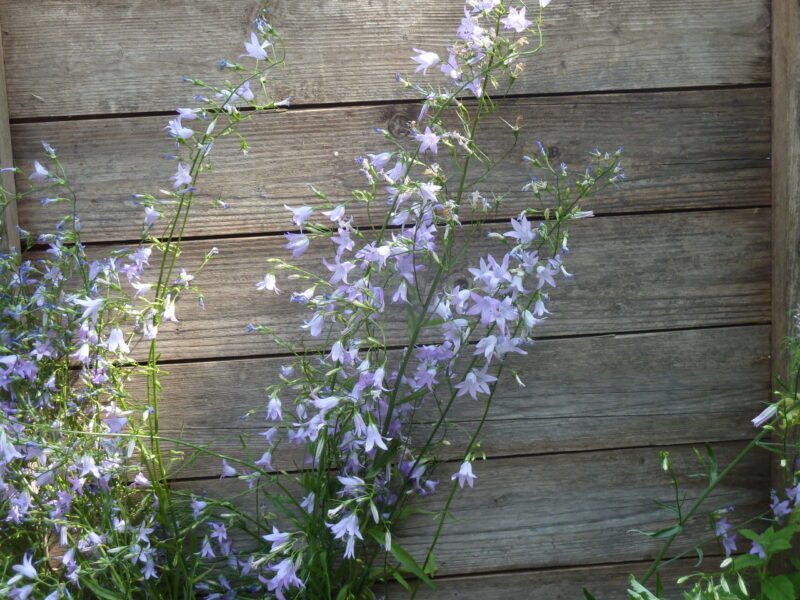 Rapunzel-Glockenblume – Bild 3