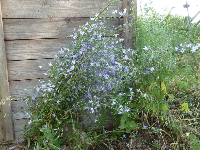 Rapunzel-Glockenblume – Bild 2