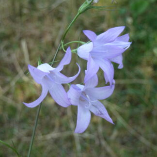 Rapunzel-Glockenblume