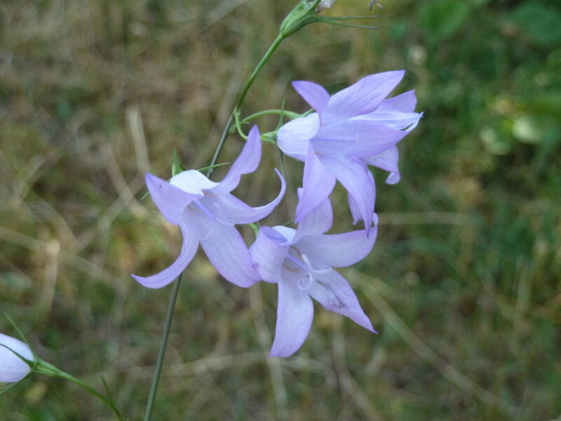 Rapunzel-Glockenblume