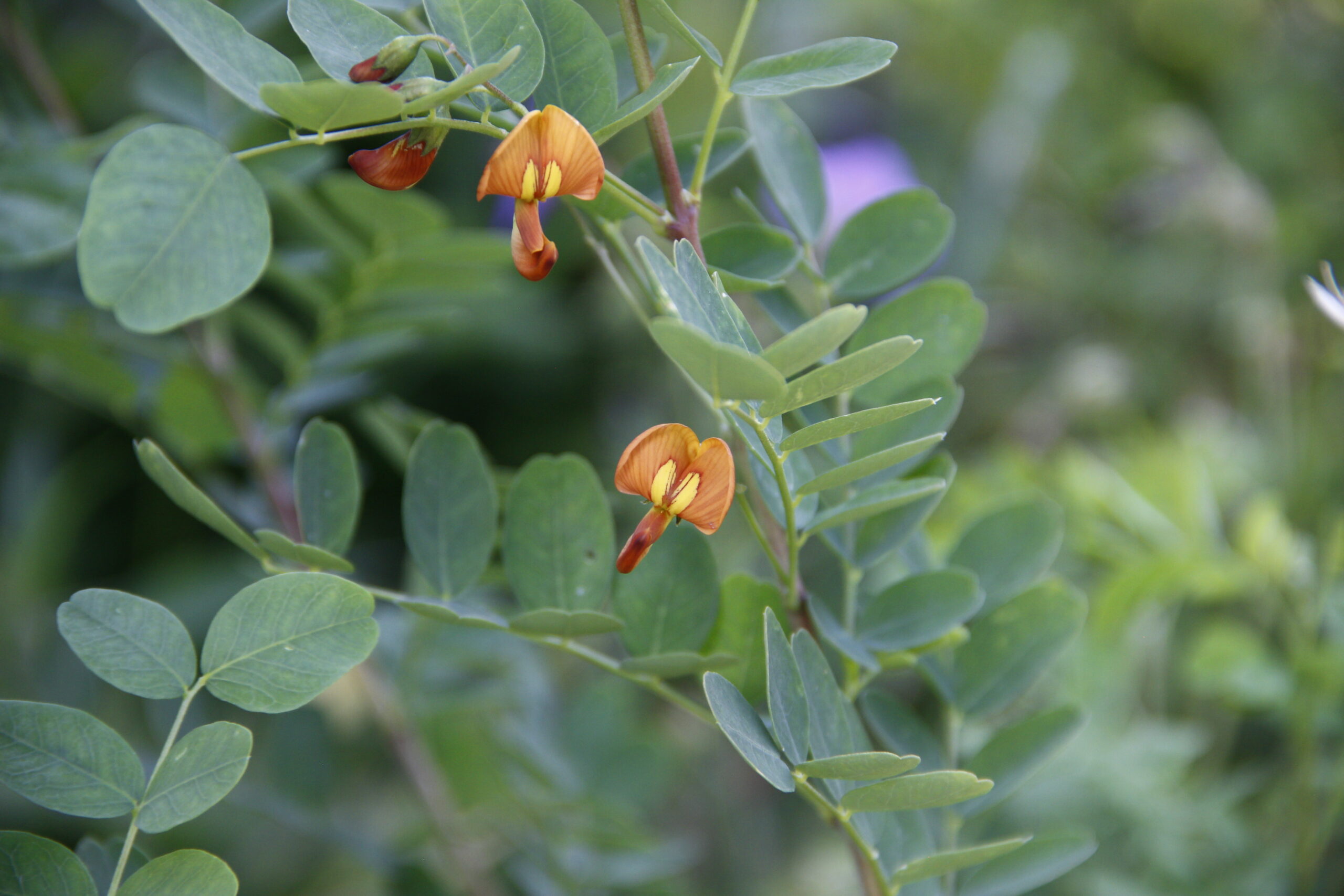 Roter Blasenstrauch – Bild 2
