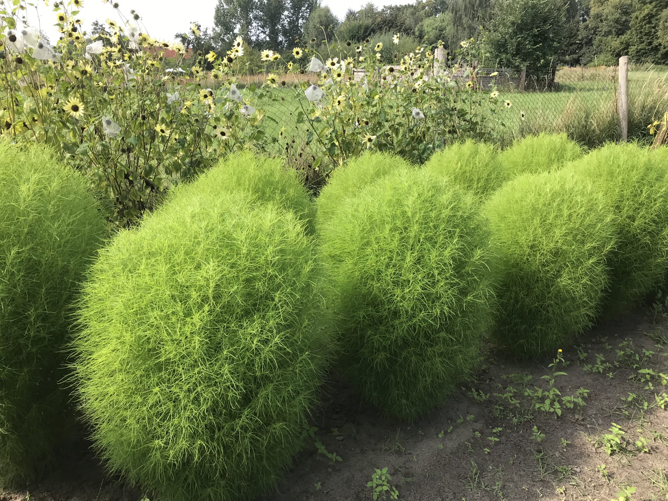 Sommerzypresse – Bild 2