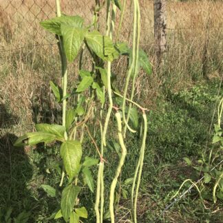 Spaghettibohne „Costo Longo “