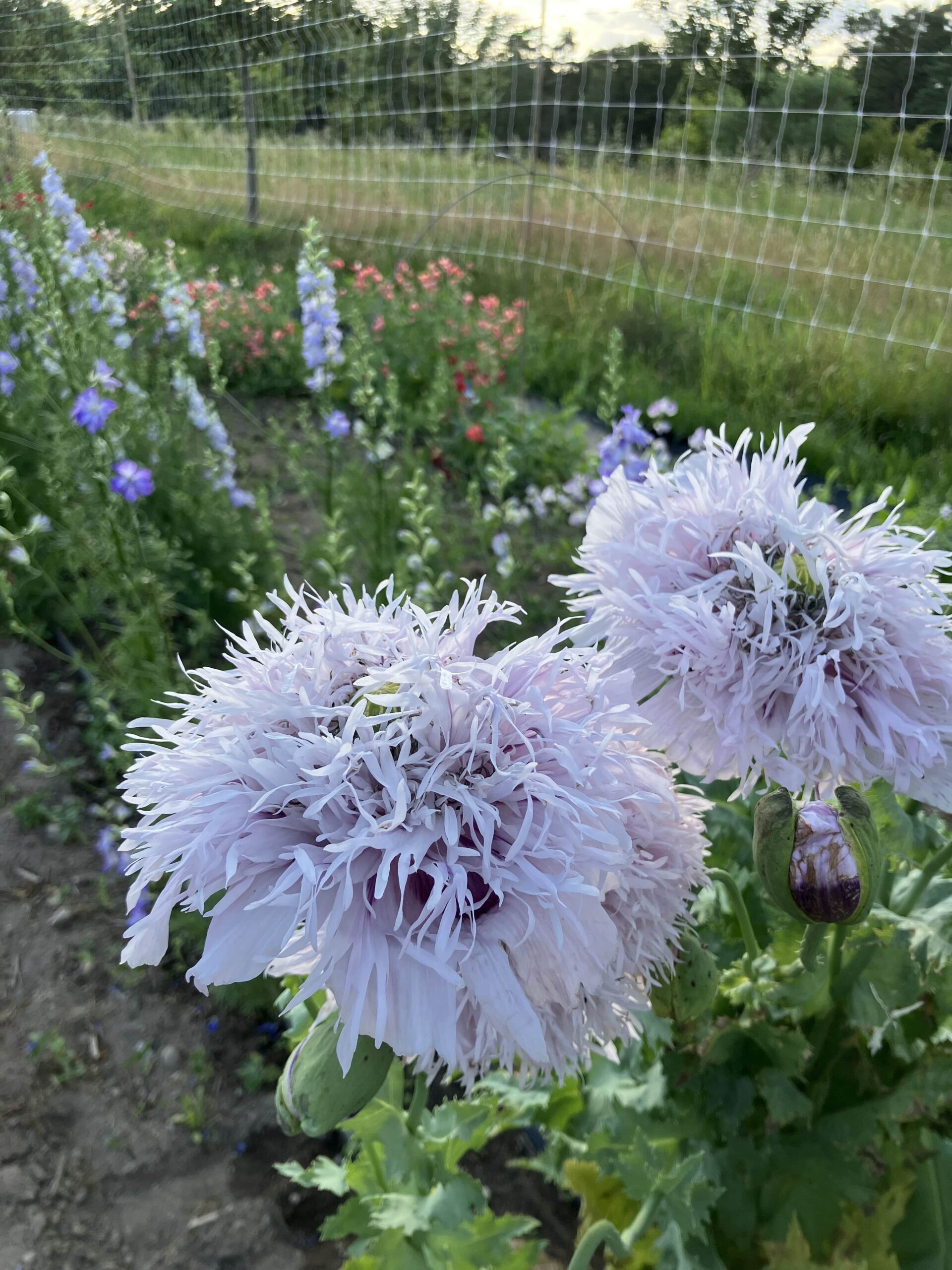 Blaumohn - Flieder PomPom – Bild 2