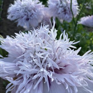 Blaumohn - Flieder PomPom