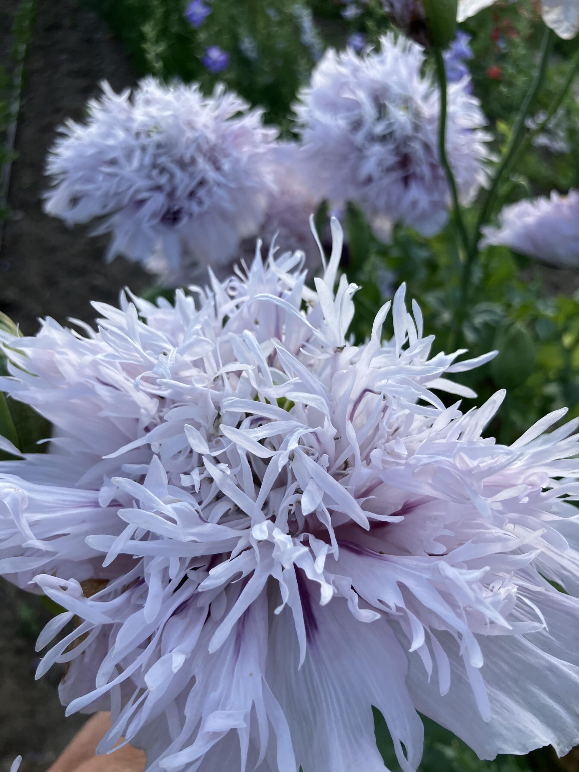 Blaumohn - Flieder PomPom