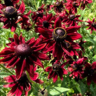 Rauer Sonnenhut - weinrot