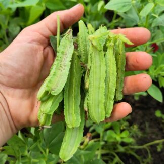 Spargelerbse rotblühend